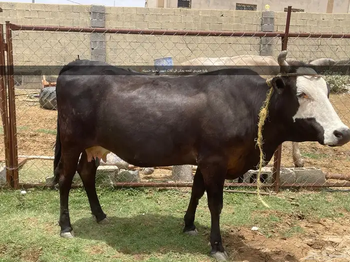 مراح بقرة للبيع جمله العدد 8 كبار يتبعها 6 4