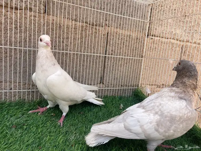 زاجل زينه 5