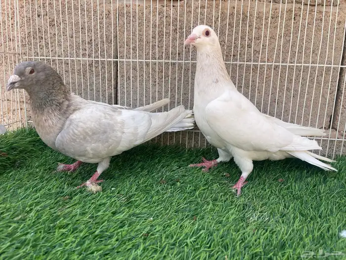 زاجل زينه 3