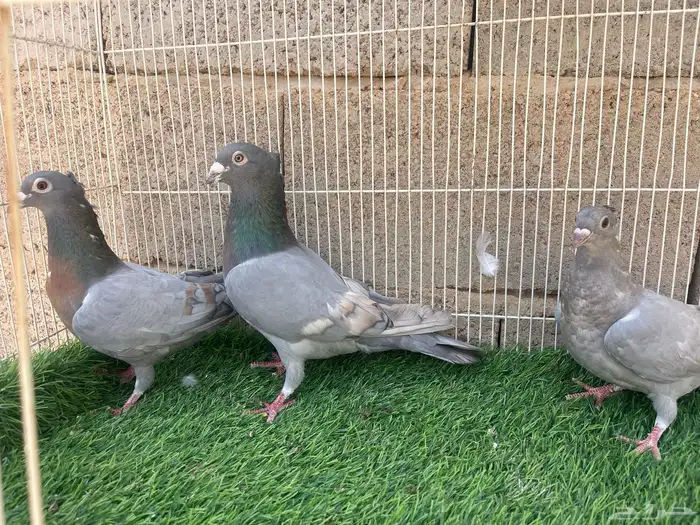 زاجل زينه 1