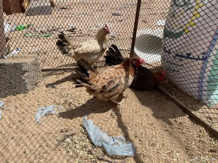 دجاج بلدي نظيف كفوا الموقع في نجران في الغويلة أبيض أبيض 6