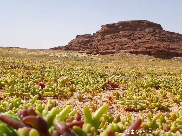 سمح الجوف 8