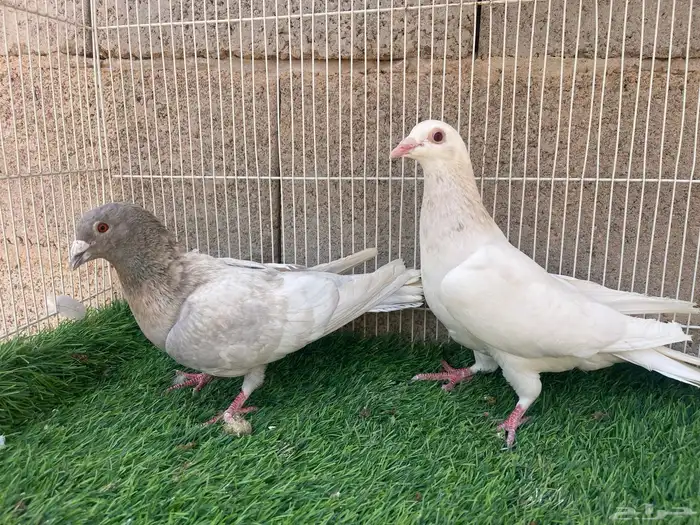زاجل زينه 4