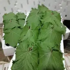 ورق عنب 0