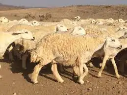 أضاحي - أغنام وابل المدينة وضواحيها 0