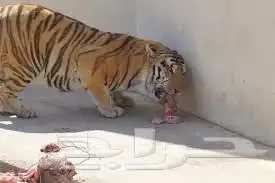 دجاج طعام للكلاب والحيوانات المفترسه 12
