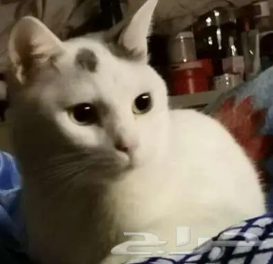 قط ذكر للتبني 3