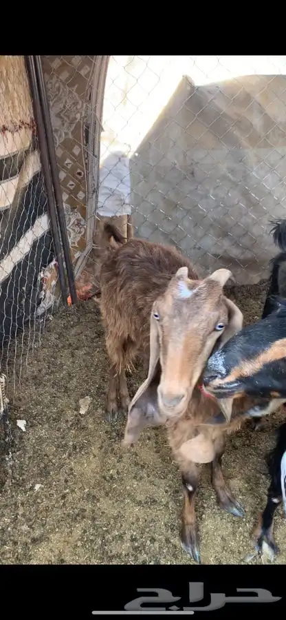 معزا ثنتين 0