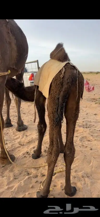 قعود طيب 2