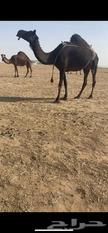 خلفه مجهم 0
