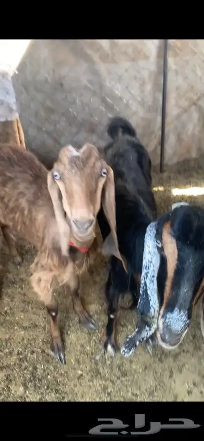 معزا ثنتين 1