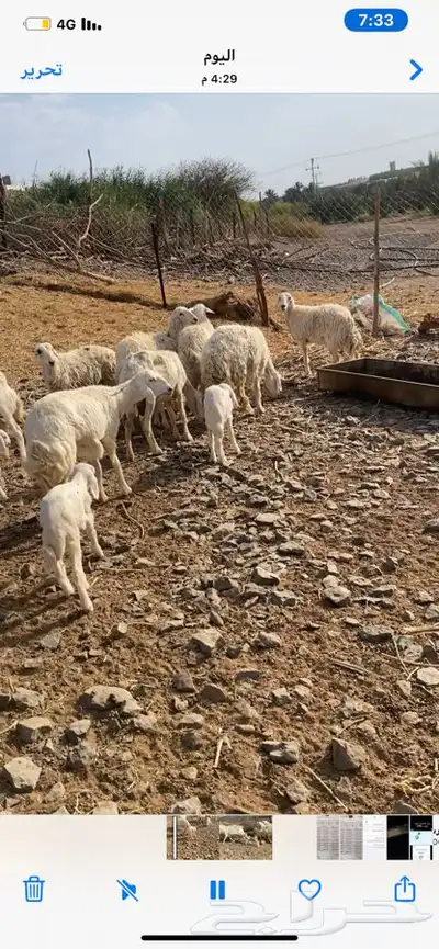 غنم للبيع جذعه و ثنيه العدد 7   تم البيع انباعت 0