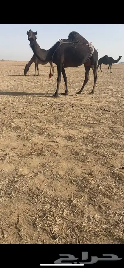 خلفه مجهم 1