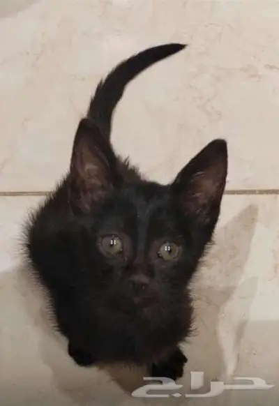 قطة أنثى عمرها 4 شهور 2