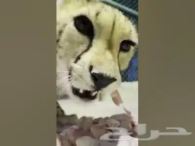 دجاج طعام للكلاب والحيوانات المفترسه 11