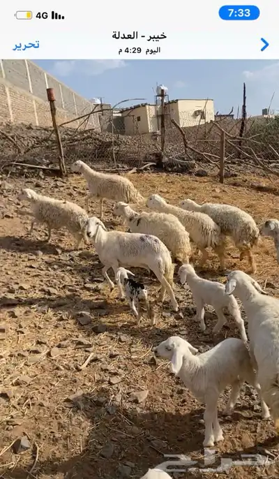 غنم للبيع جذعه و ثنيه العدد 7   تم البيع انباعت 1