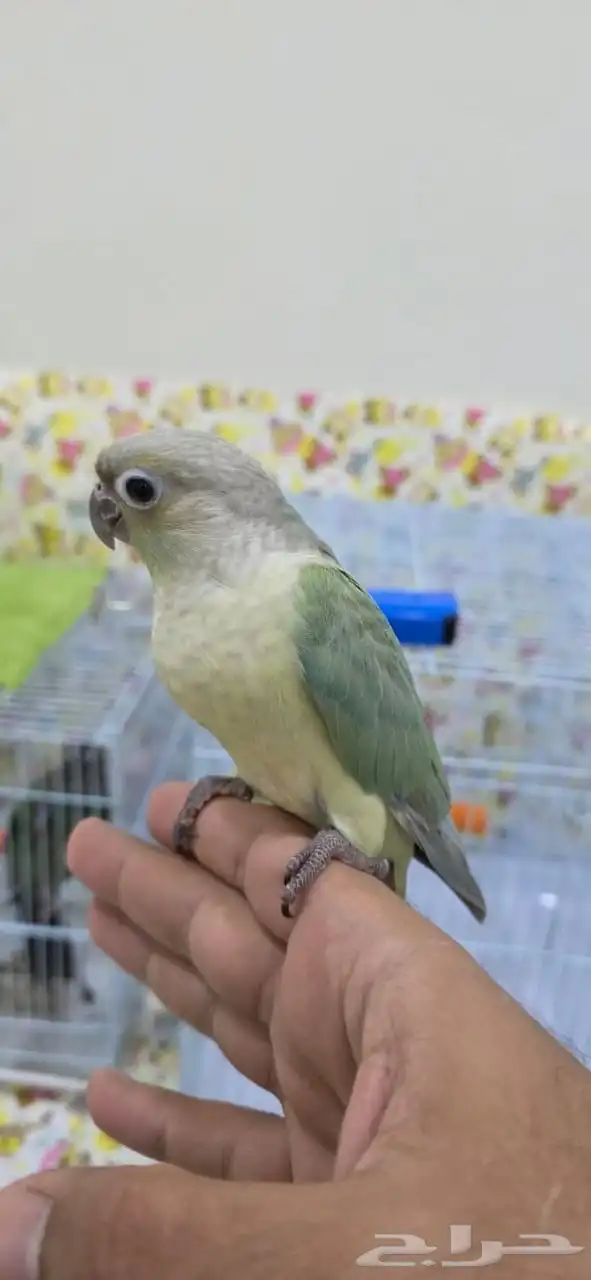 كنيور منت أليف جدا  هدد 1