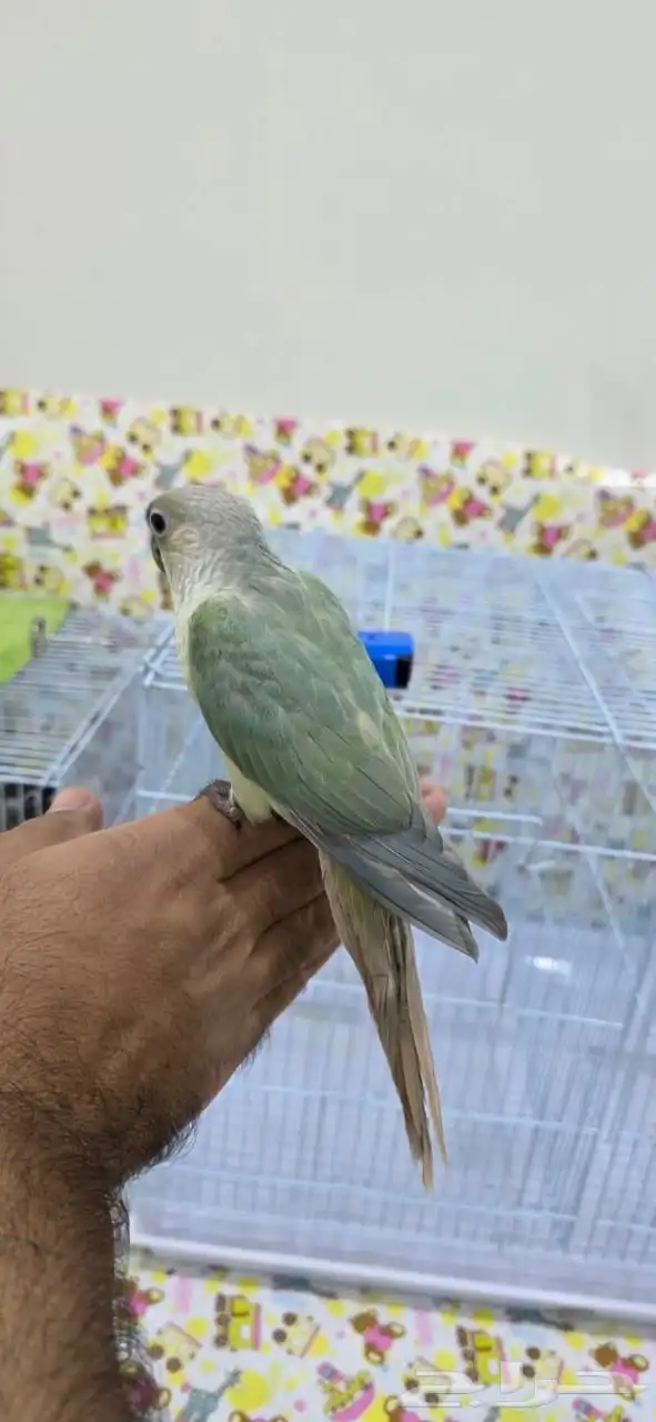 كنيور منت أليف جدا  هدد 4