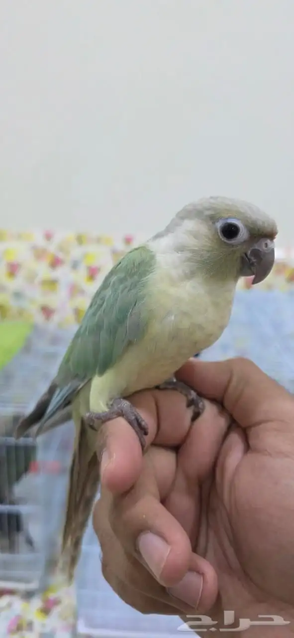 كنيور منت أليف جدا  هدد 3