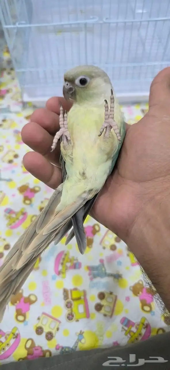 كنيور منت أليف جدا  هدد 2