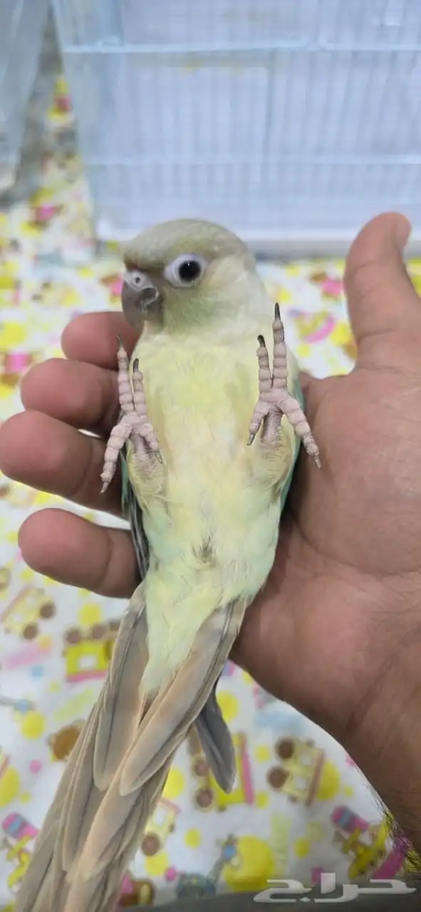 كنيور منت أليف جدا  هدد 0