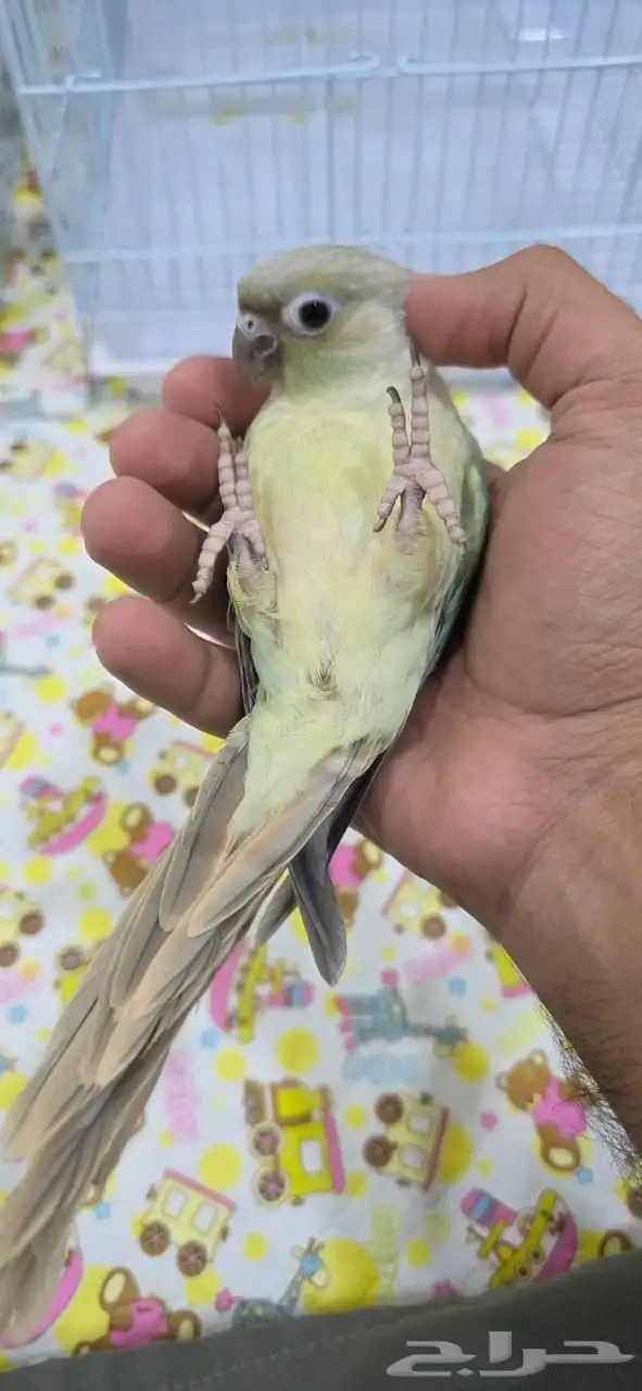 كنيور منت أليف جدا  هدد 5