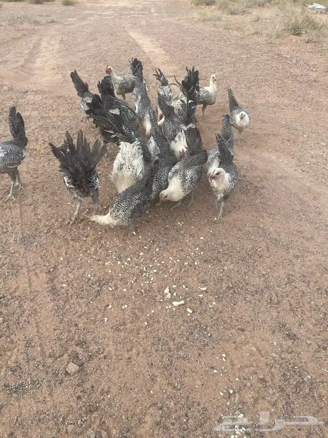 دجاج فيومي 1