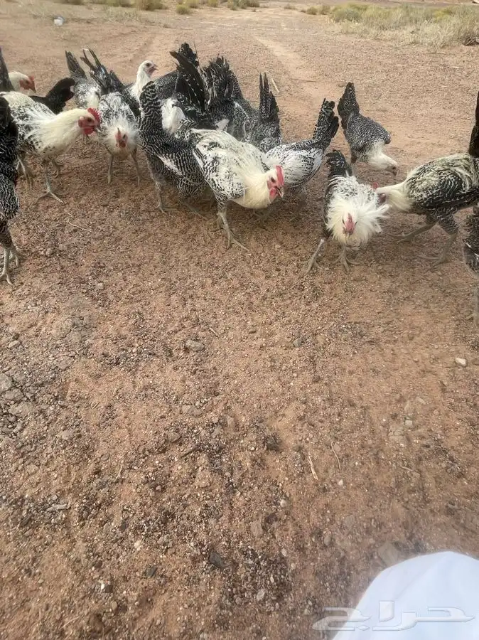 دجاج فيومي 4