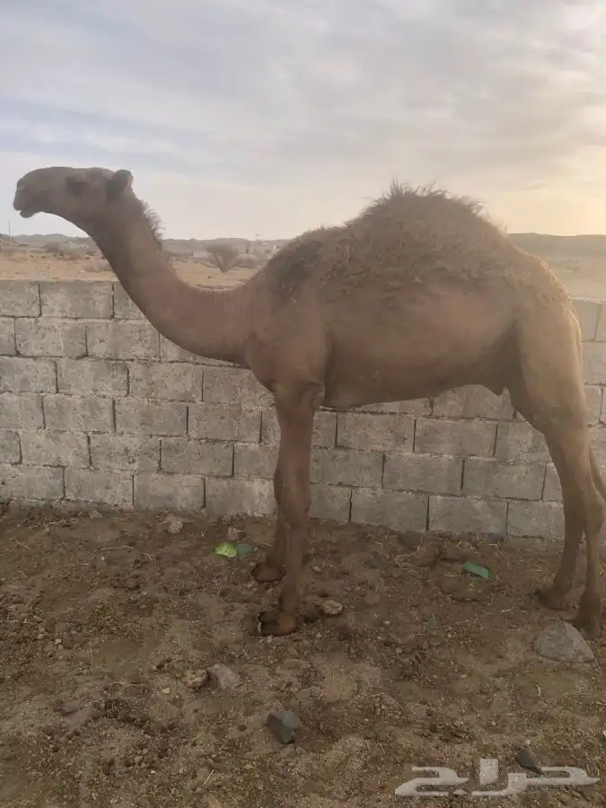 مشروع قعود فحل اصفر شمالي طيب وساسه طيب 2