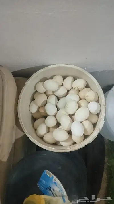 السلام عليكم أعرض لكم دجاج عربي بياض 0