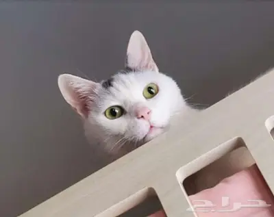 قط ذكر للتبني 0