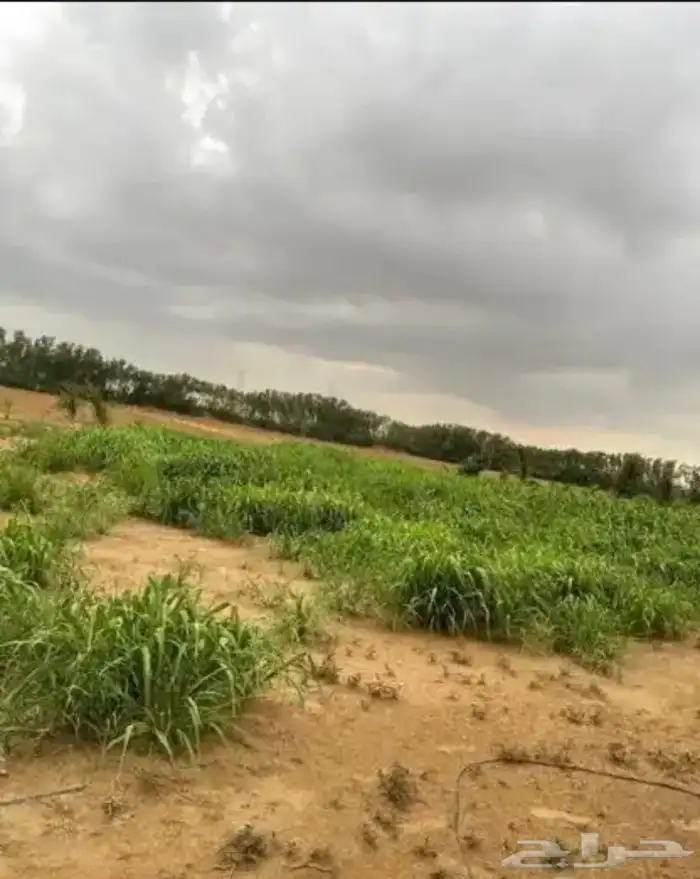 مزرعه للبيع جاهزه من جميع النواحي 4