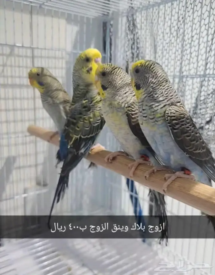طيور 0