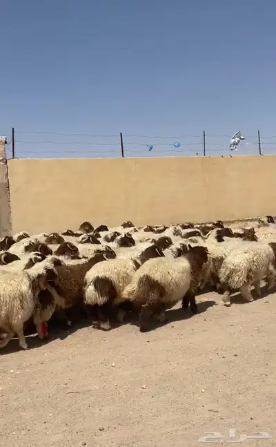 مشالله ذبايح طيبه 0