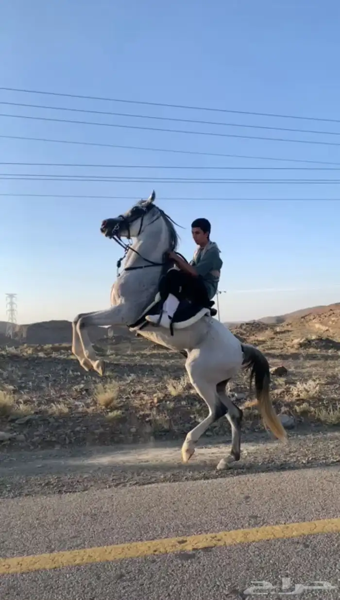 حصان شعبي كفو 2