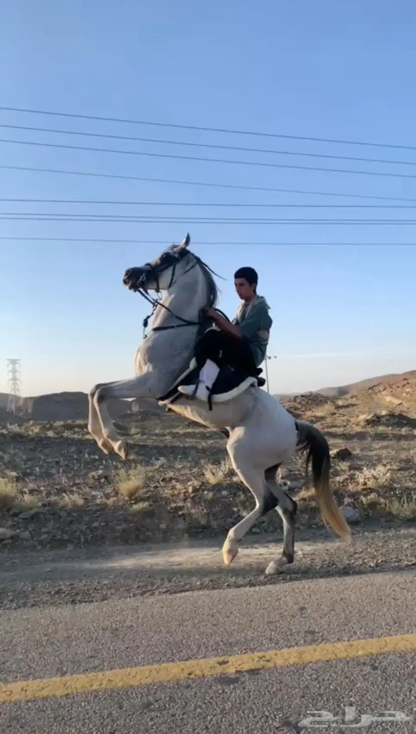 حصان شعبي كفو 2