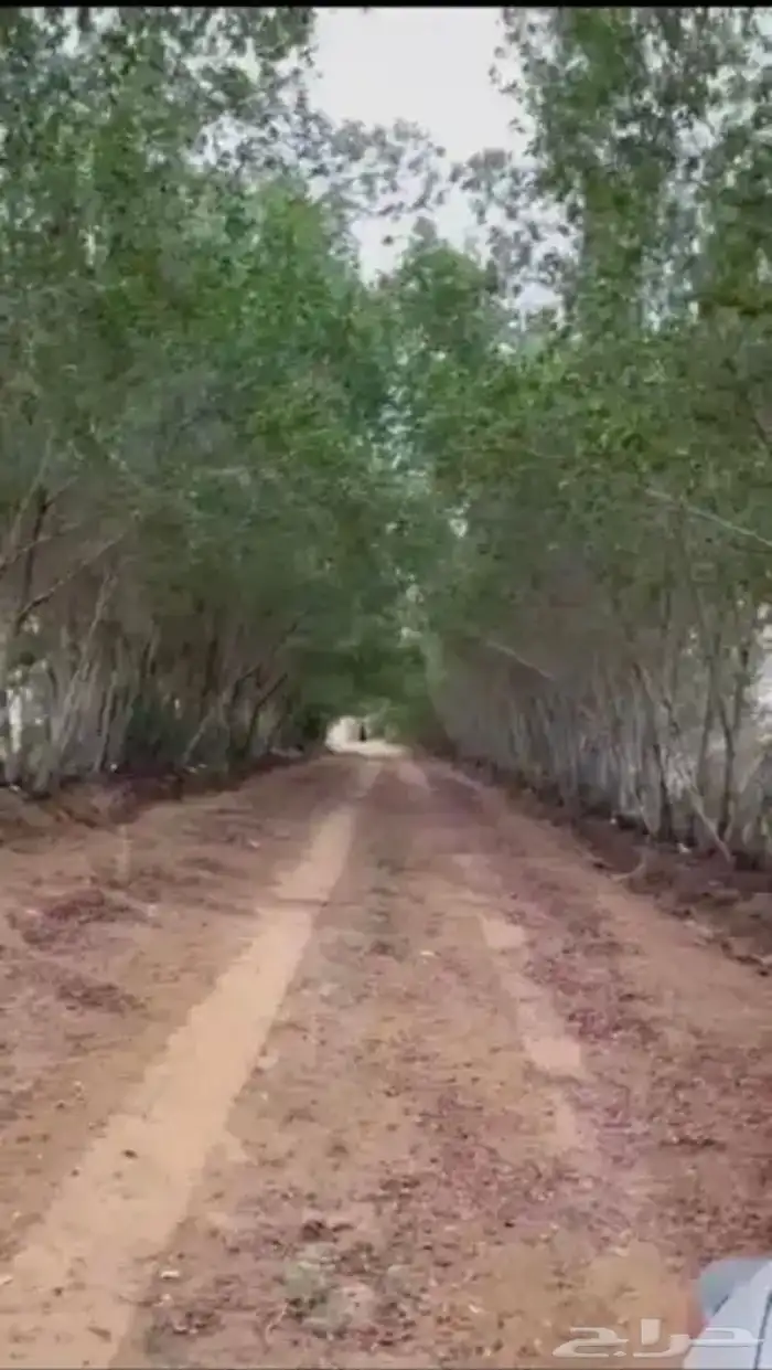 مزرعه للبيع جاهزه من جميع النواحي 11