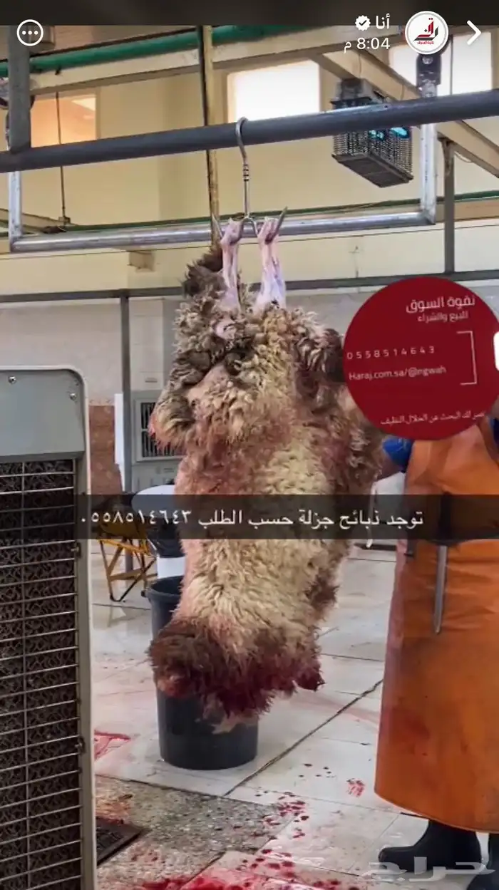 ذبايح بلدي حسب الطلب 0