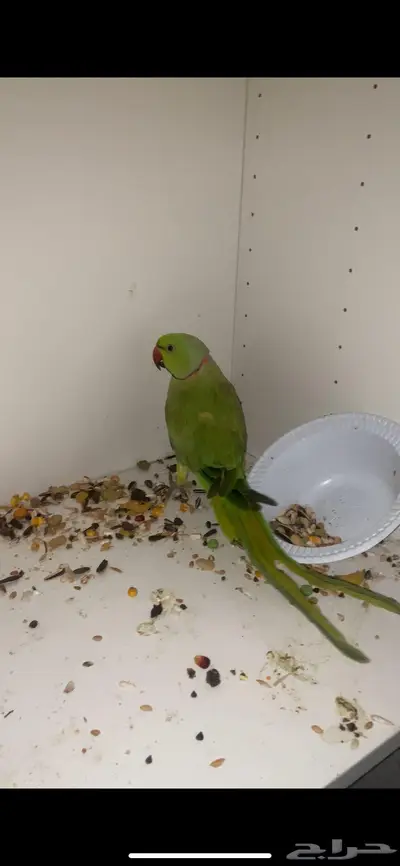 زوج بغباء ذوره هندي 0