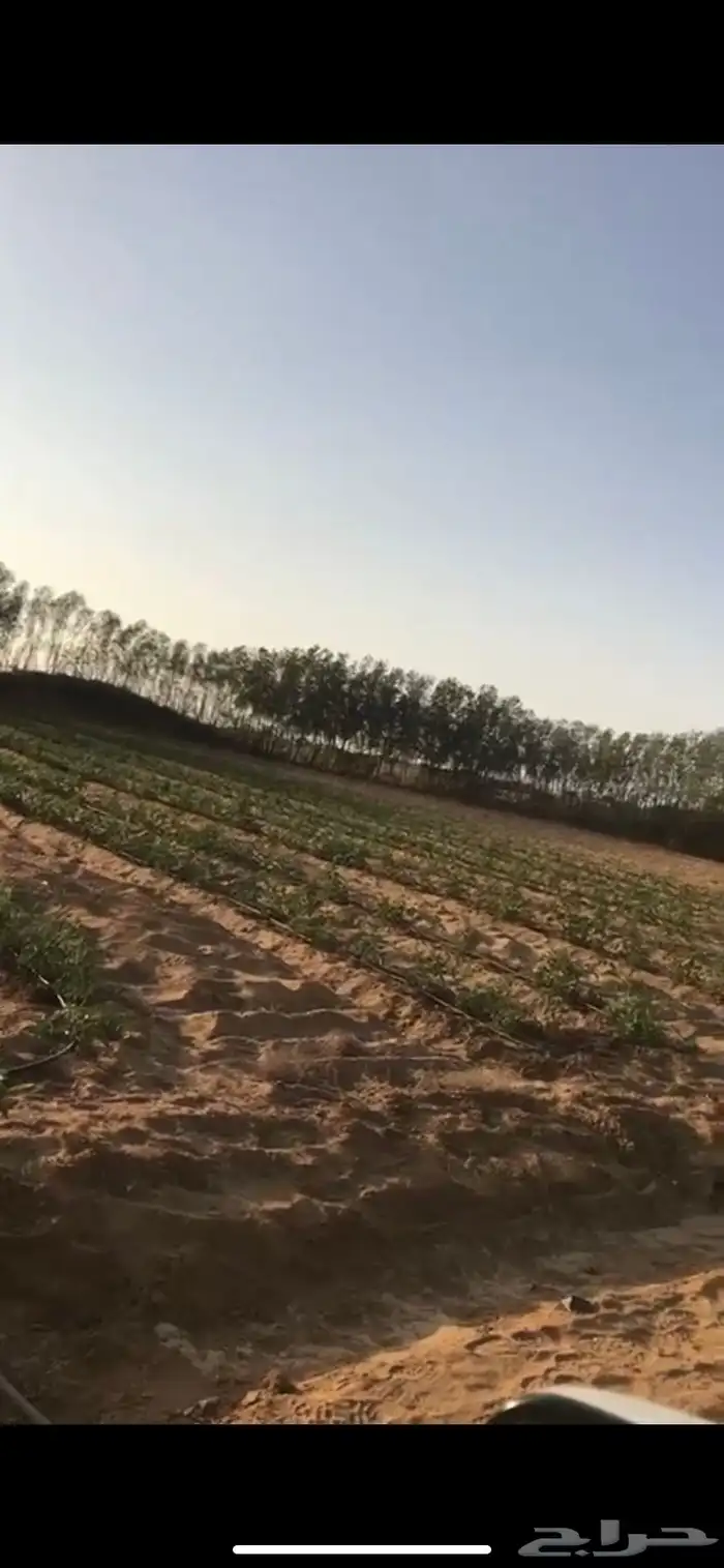مزرعه للبيع جاهزه من جميع النواحي 14
