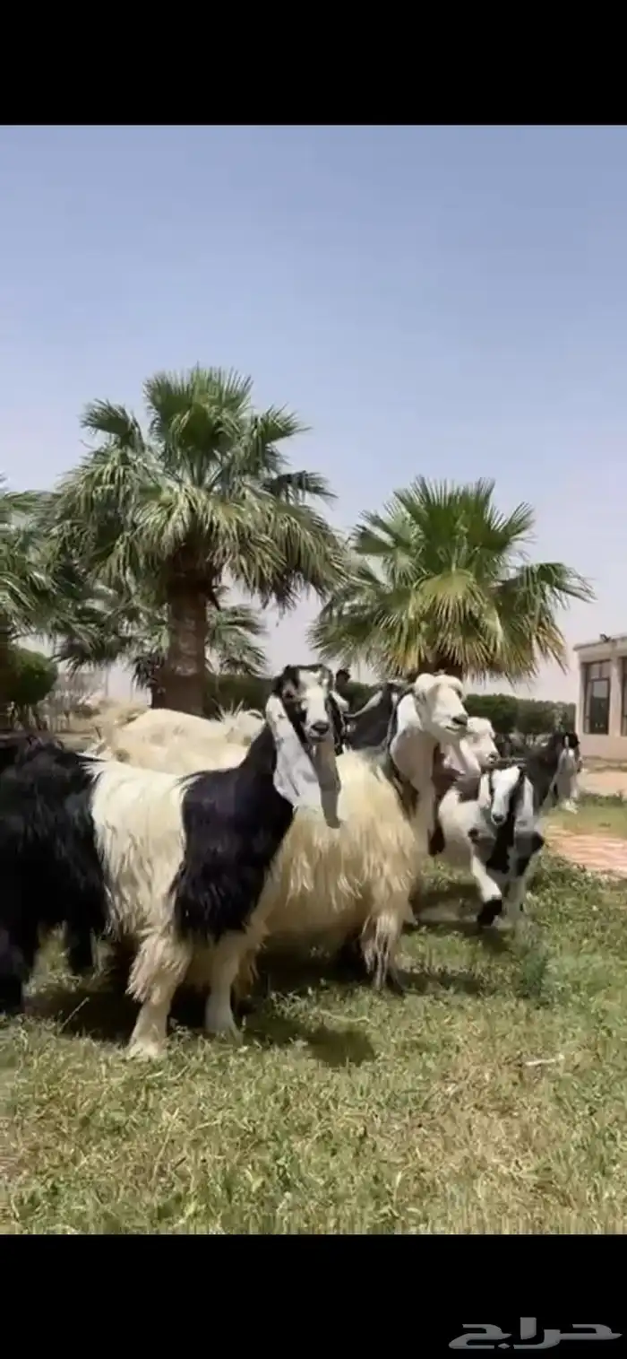 للبيع معزا ربد فاخره خصم 6
