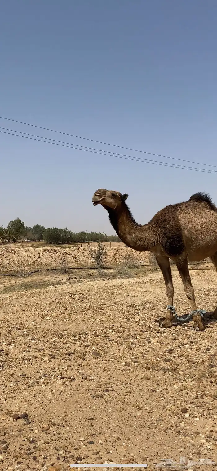 قعود اصفر جده سلطان الصفر القعود طيب 2