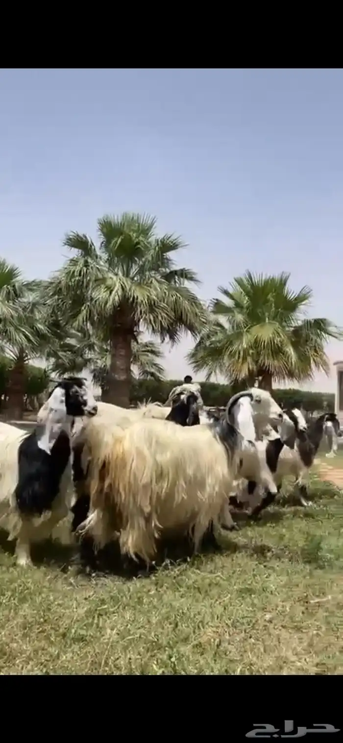 للبيع معزا ربد فاخره خصم 5