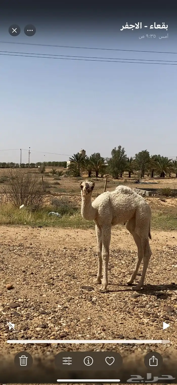 خلفه شعلا طيبه وحليبه وافر 2