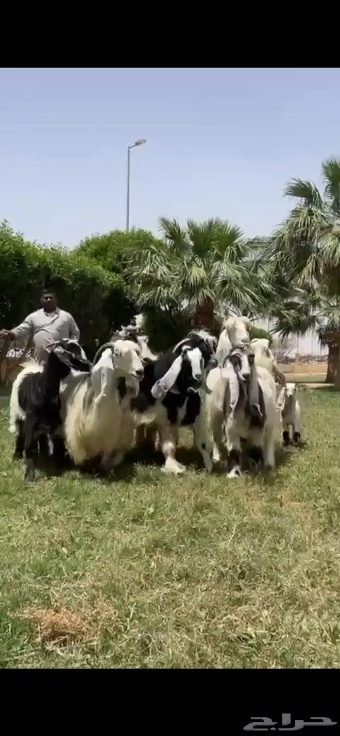 للبيع معزا ربد فاخره خصم 3