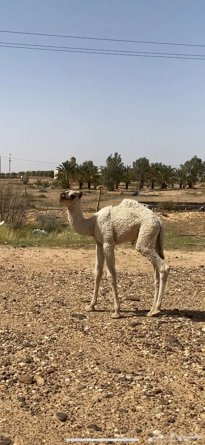 خلفه شعلا طيبه وحليبه وافر 3