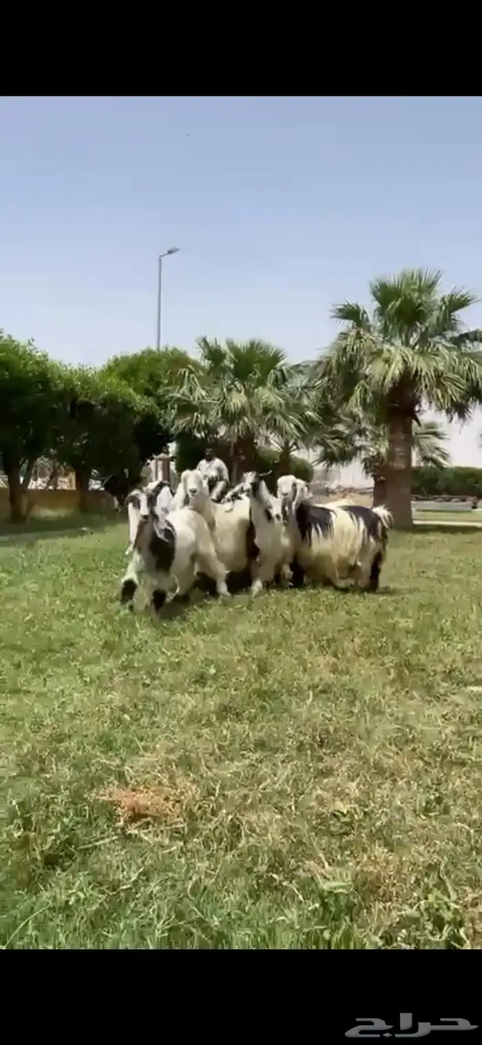 للبيع معزا ربد فاخره خصم 8