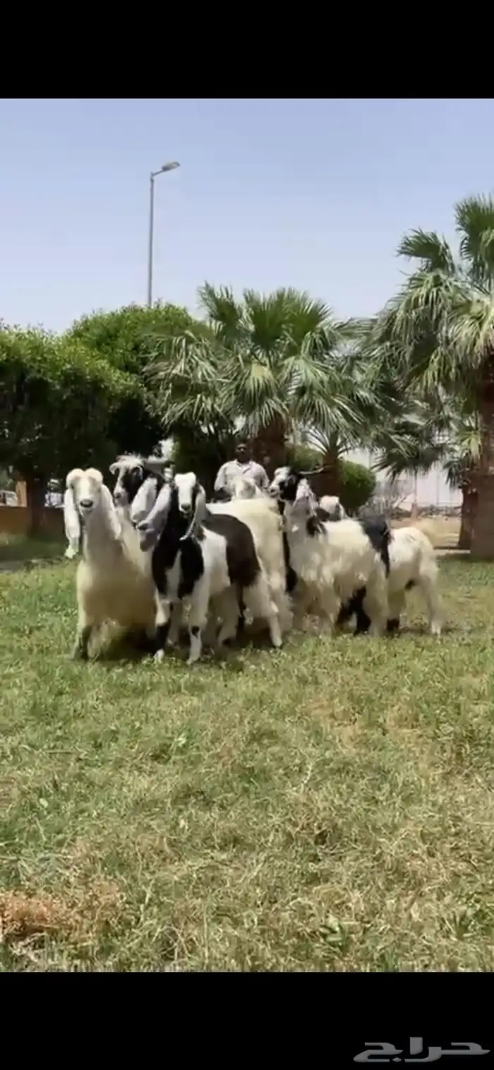 للبيع معزا ربد فاخره خصم 4