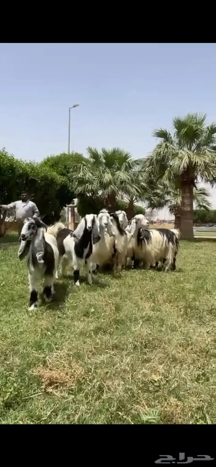 للبيع معزا ربد فاخره خصم 9