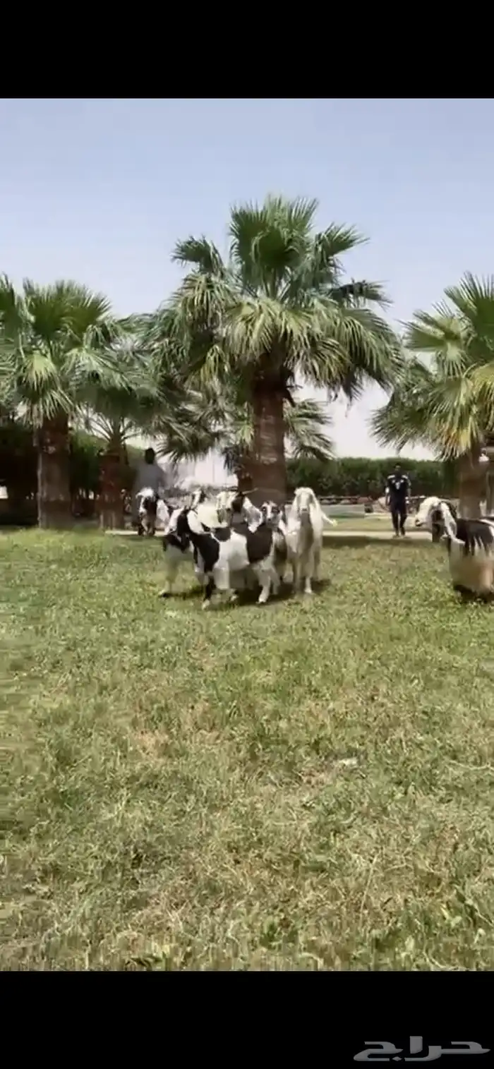 للبيع معزا ربد فاخره خصم 7